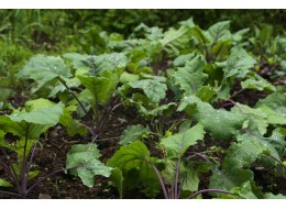 Lignohumáty – moderní přírodní hnojiva pro zahradu i pokojové rostliny