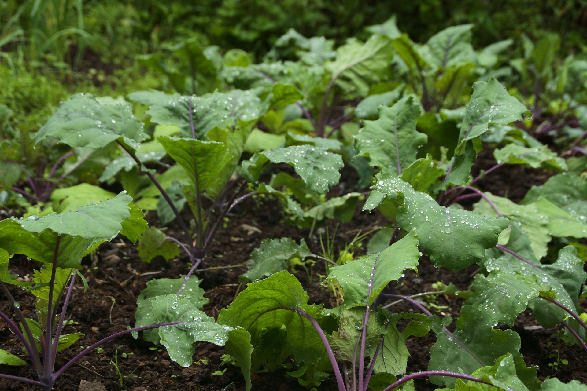 Lignohumáty – moderní přírodní hnojiva pro zahradu i pokojové rostliny